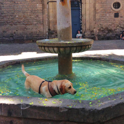 I had to cool down in a fountain!